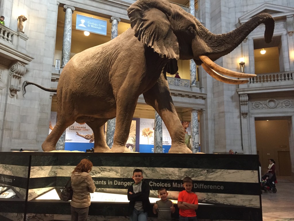 Smithsonian Museum of Natural History, Washington D.C..