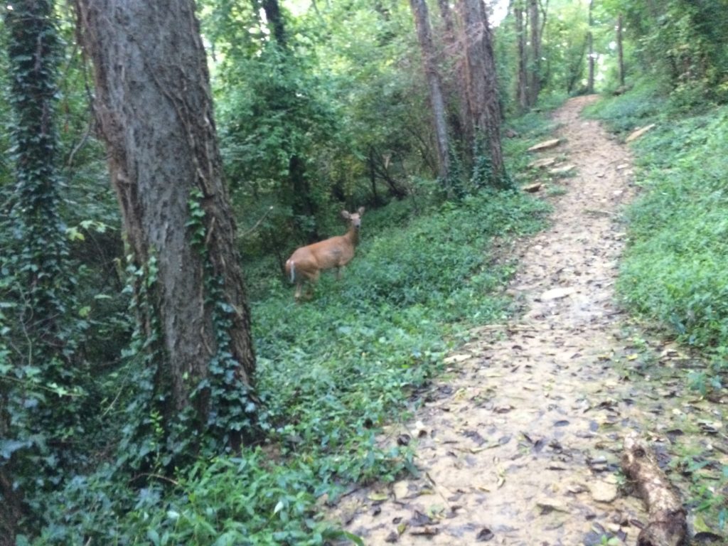 running_deer